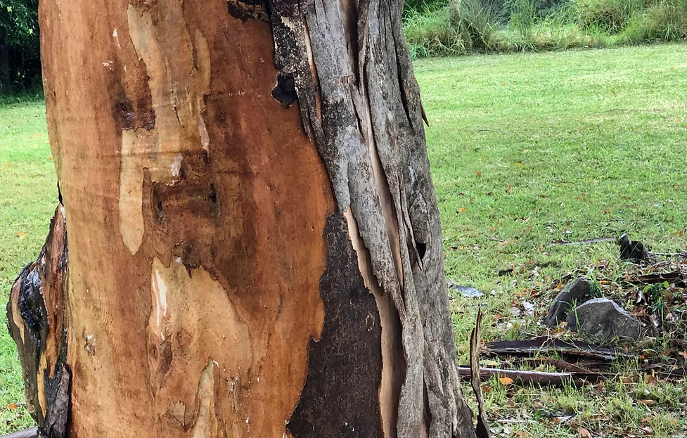 Tree spirit channelling